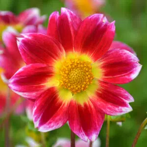 Dahlia Nain Simple Pitchoun