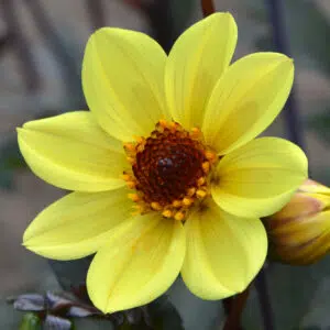 Dahlia nain simple Pollen