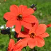 Fleur Dahlia Nain Simple Sienna & Black Bio