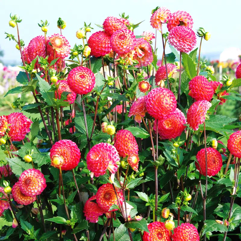 Dahlia Pompon Artaban