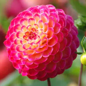 Fleur de Dahlia Pompon Artaban