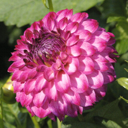 Fleur de dahlia Pompon Ashado