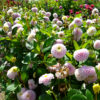 Dahlia Pompon Eclaireur