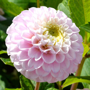 Fleur de dahlia Pompon Eclaireur