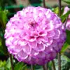 Dahlia Pompon Genova