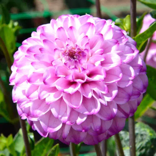 Dahlia Pompon Genova