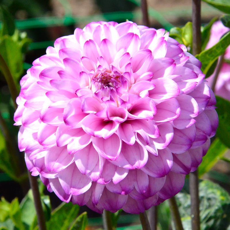 Dahlia Pompon Genova