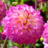 Dahlia Pompon Kalinka