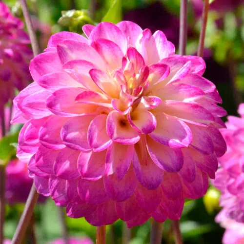 Dahlia Pompon Kalinka