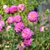Dahlia Pompon Kalinka