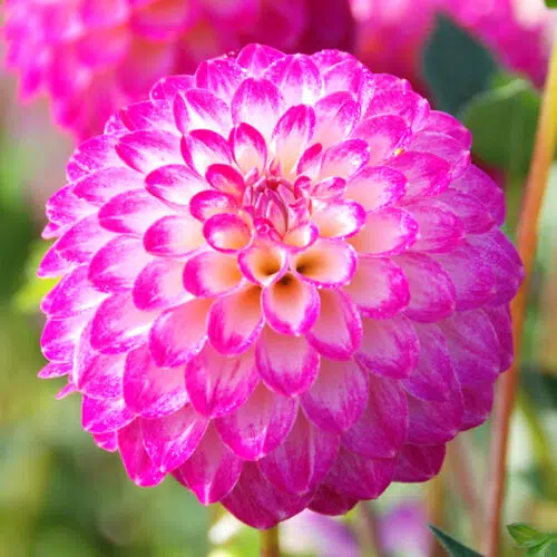 Dahlia Pompon Kalinka