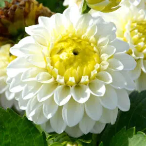 Dahlia Pompon Orage Blanc