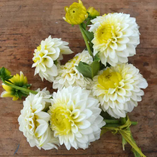 Dahlia Pompon Orage Blanc