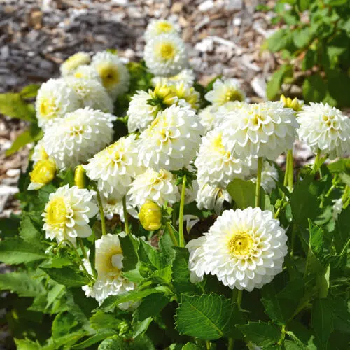 Dahlia Pompon Orage Blanc