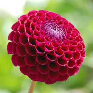 Dahlia Pompon Othello