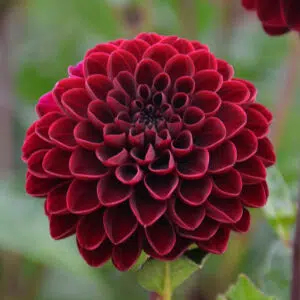 Fleur de dahlia Pompon Radjah