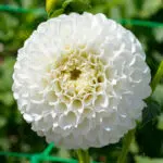 Dahlia Pompon Villa Blanca