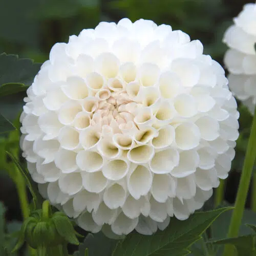 Dahlia Pompon Villa Blanca