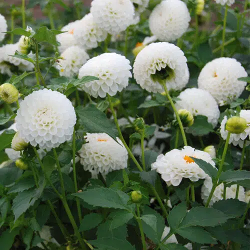 Dahlia Pompon Villa Blanca