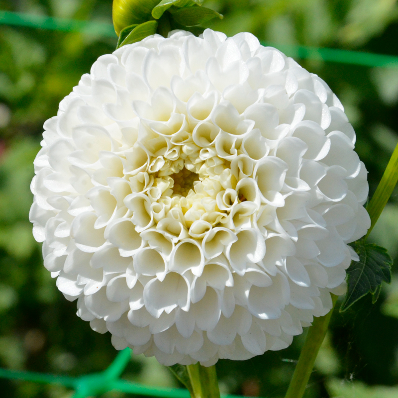 Dahlia Pompon Villa Blanca - Ernest TURC