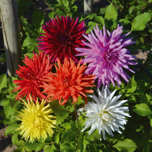 Dahlias cactus en mélange