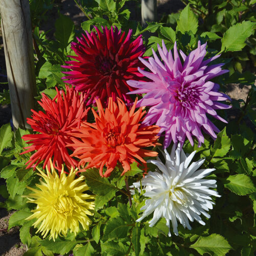 Dahlias cactus en mélange