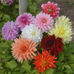 Dahlias décoratifs en mélange