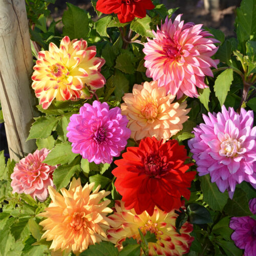 Dahlias nains doubles en mélange