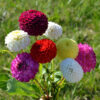 Dahlias pompons en mélange