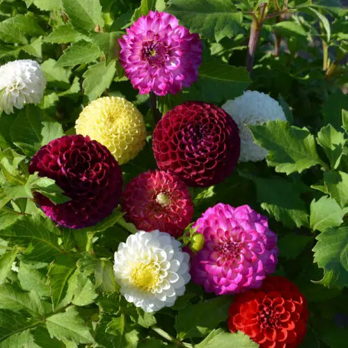 Dahlias pompons en mélange