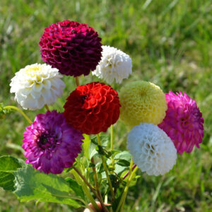 Dahlias pompons en mélange