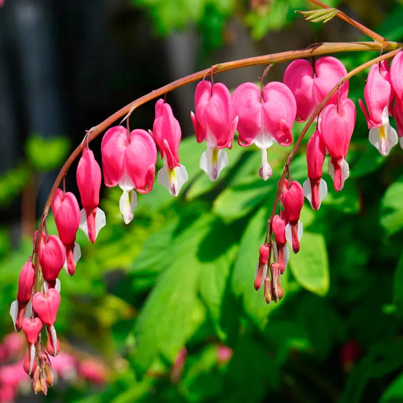 Dicentra Spectabilis