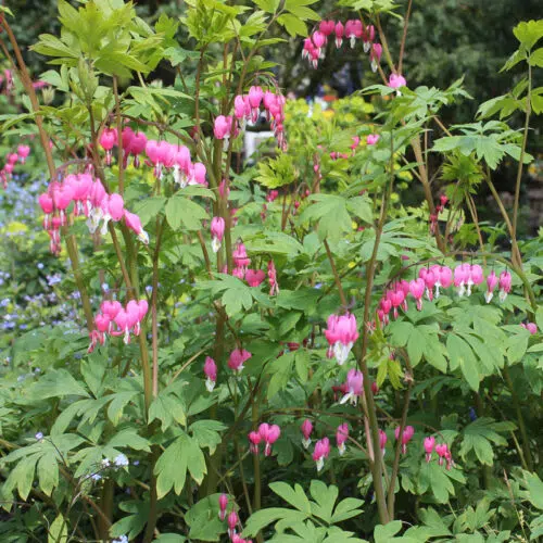 Dicentra Spectabilis