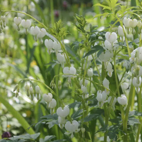 Dicentra Spectabilis Alba