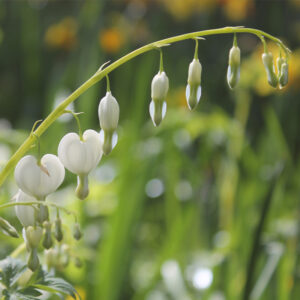 Dicentra Spectabilis Alba