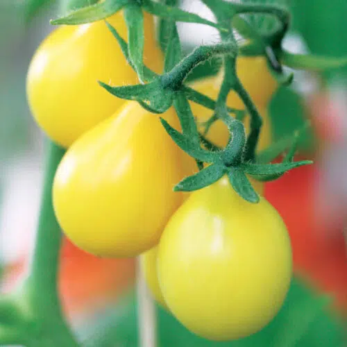 Duo de tomates poires présemé bio