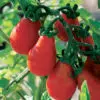Duo de tomates poires présemé bio