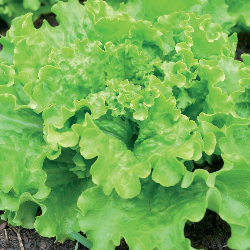 Duo rapide présemé bio