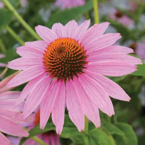 Echinacea Purpurea Rose preseme bio