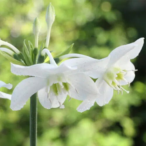 Eucharis Amazonica