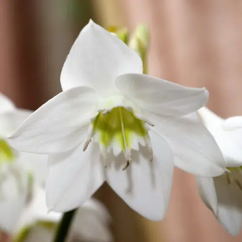 Eucharis Amazonica