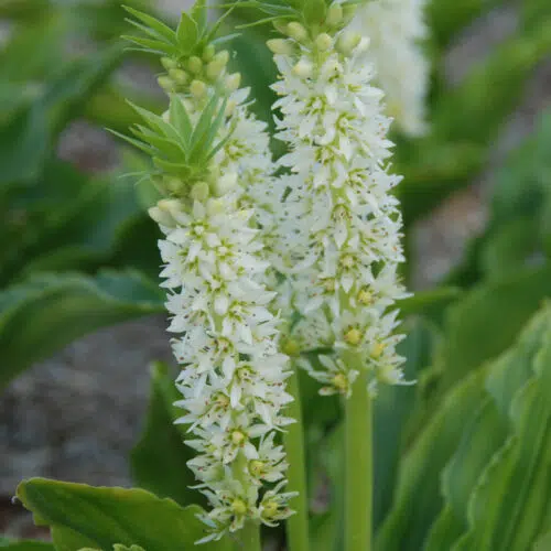 Eucomis autumnalis