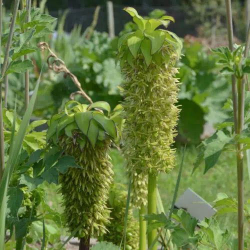 Eucomis Bicolor