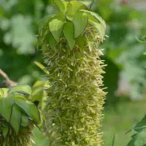 Eucomis Bicolor