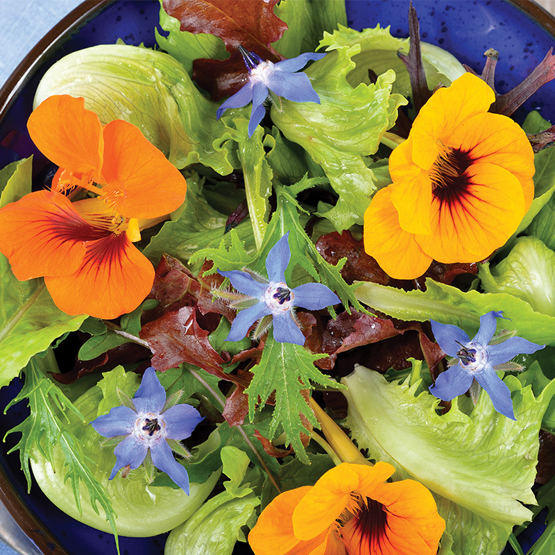 Fleurs comestibles séchées de verveine bleue Neworks - Edélices