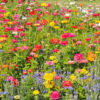 Fleurs en mélange ceuillette estivale