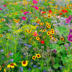 Fleurs en mélange miel et papillons