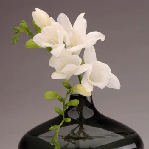 Freesia Simple Blanc