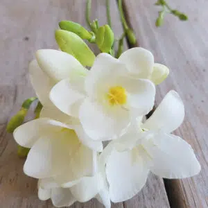 Freesia Simple Blanc