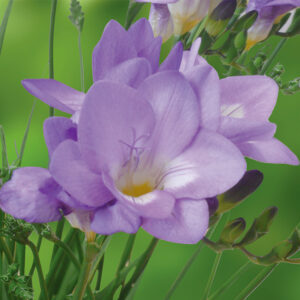 Freesia Simple Bleu